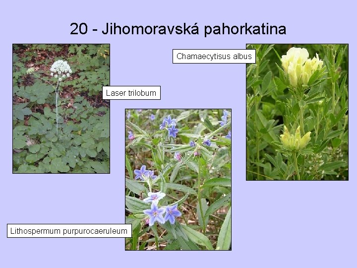 20 - Jihomoravská pahorkatina Chamaecytisus albus Laser trilobum Lithospermum purpurocaeruleum 