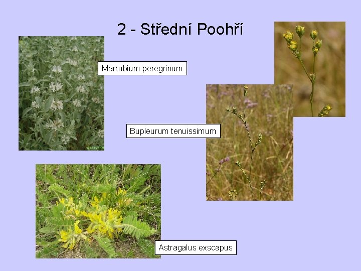 2 - Střední Poohří Marrubium peregrinum Bupleurum tenuissimum Astragalus exscapus 