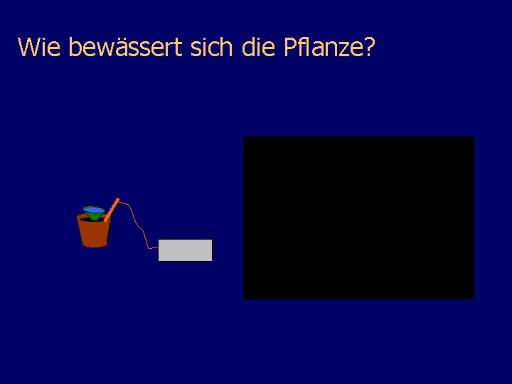 Wie bewässert sich die Pflanze? 