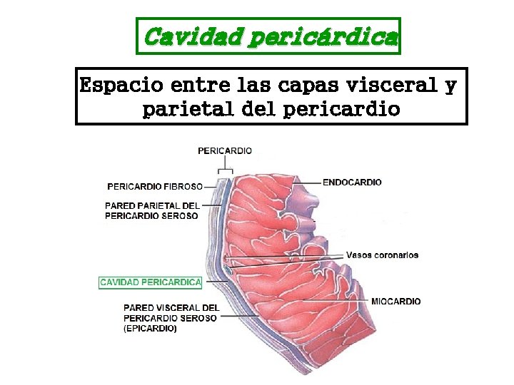 Cavidad pericárdica Espacio entre las capas visceral y parietal del pericardio 