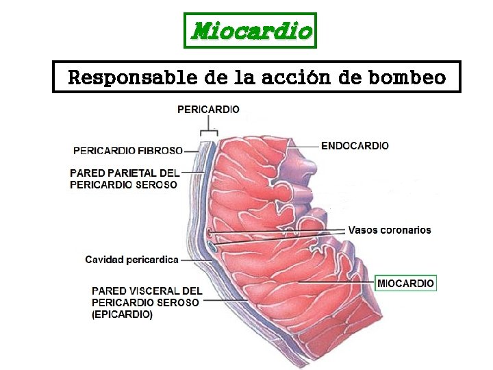 Miocardio Responsable de la acción de bombeo 