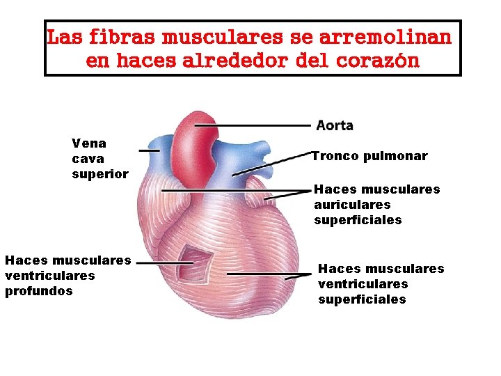 Las fibras musculares se arremolinan en haces alrededor del corazón Vena cava superior Haces