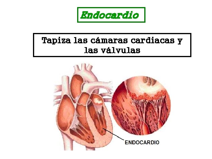 Endocardio Tapiza las cámaras cardiacas y las válvulas 