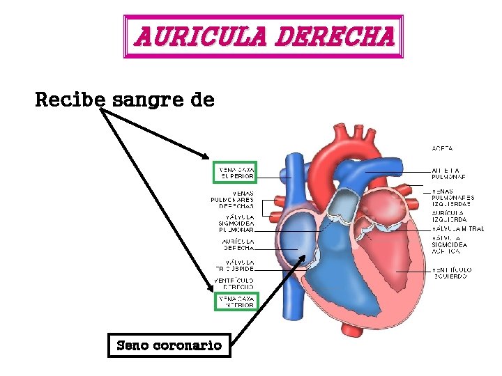 AURICULA DERECHA Recibe sangre de Seno coronario 