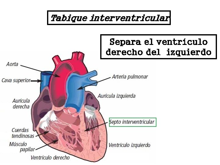 Tabique interventricular Separa el ventrículo derecho del izquierdo 