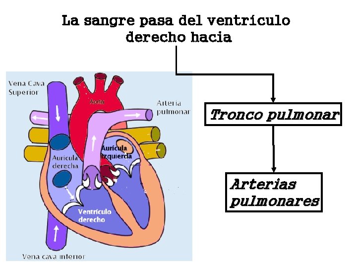 La sangre pasa del ventrículo derecho hacia Tronco pulmonar Arterias pulmonares 