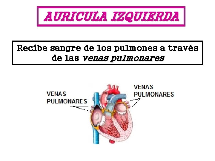 AURICULA IZQUIERDA Recibe sangre de los pulmones a través de las venas pulmonares 