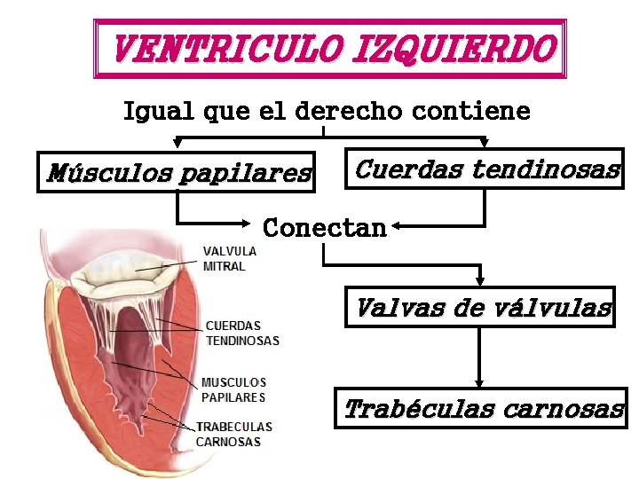 VENTRICULO IZQUIERDO Igual que el derecho contiene Músculos papilares Cuerdas tendinosas Conectan Valvas de