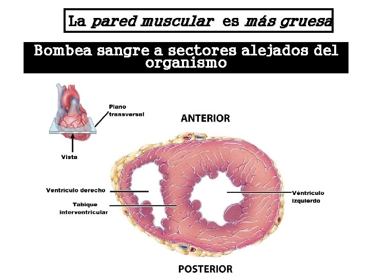 La pared muscular es más gruesa Bombea sangre a sectores alejados del organismo 