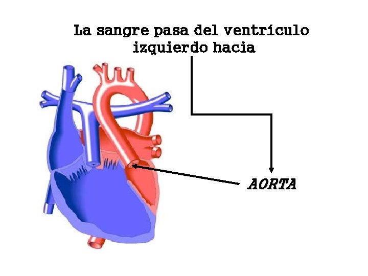 La sangre pasa del ventrículo izquierdo hacia AORTA 