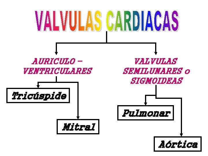 AURICULO – VENTRICULARES VALVULAS SEMILUNARES o SIGMOIDEAS Tricúspide Pulmonar Mitral Aórtica 