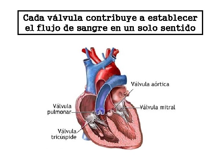 Cada válvula contribuye a establecer el flujo de sangre en un solo sentido 