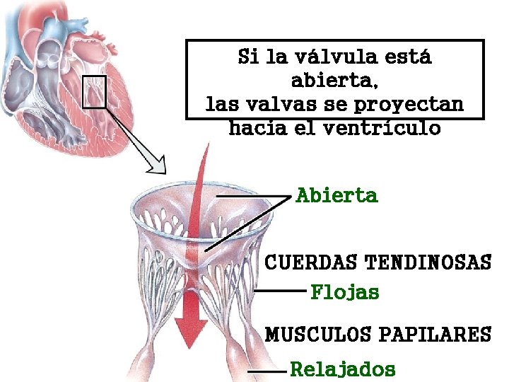 Si la válvula está abierta, las valvas se proyectan hacia el ventrículo Abierta CUERDAS