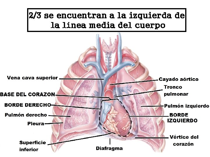 2/3 se encuentran a la izquierda de la línea media del cuerpo 