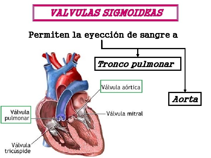 VALVULAS SIGMOIDEAS Permiten la eyección de sangre a Tronco pulmonar Aorta 