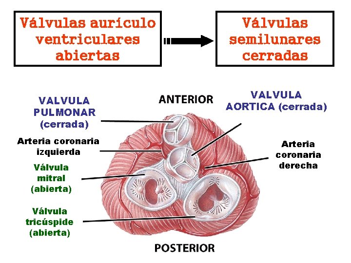 Válvulas aurículo ventriculares abiertas VALVULA PULMONAR (cerrada) Arteria coronaria izquierda Válvula mitral (abierta) Válvula