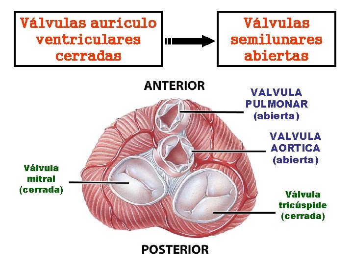 Válvulas aurículo ventriculares cerradas Válvulas semilunares abiertas VALVULA PULMONAR (abierta) Válvula mitral (cerrada) VALVULA