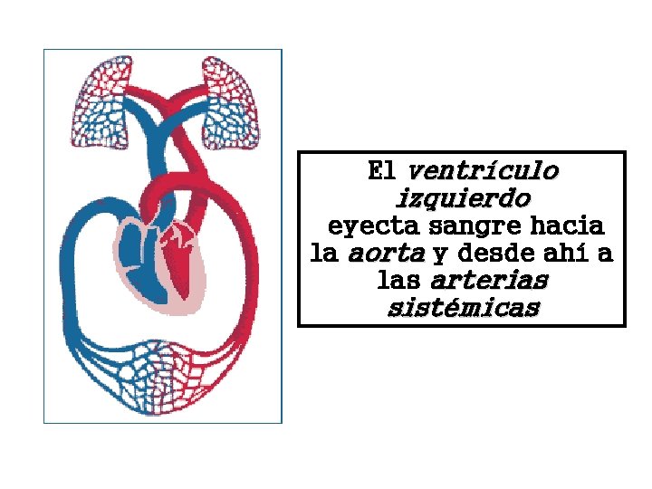 El ventrículo izquierdo eyecta sangre hacia la aorta y desde ahí a las arterias