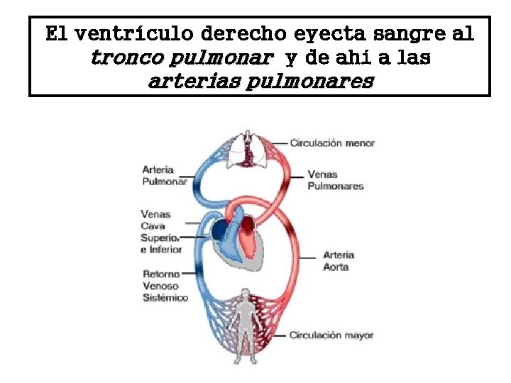 El ventrículo derecho eyecta sangre al tronco pulmonar y de ahí a las arterias