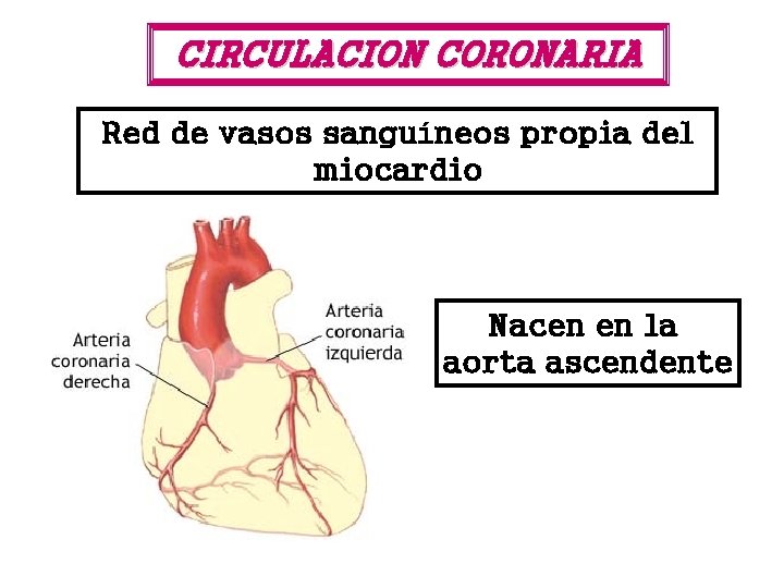 CIRCULACION CORONARIA Red de vasos sanguíneos propia del miocardio Nacen en la aorta ascendente