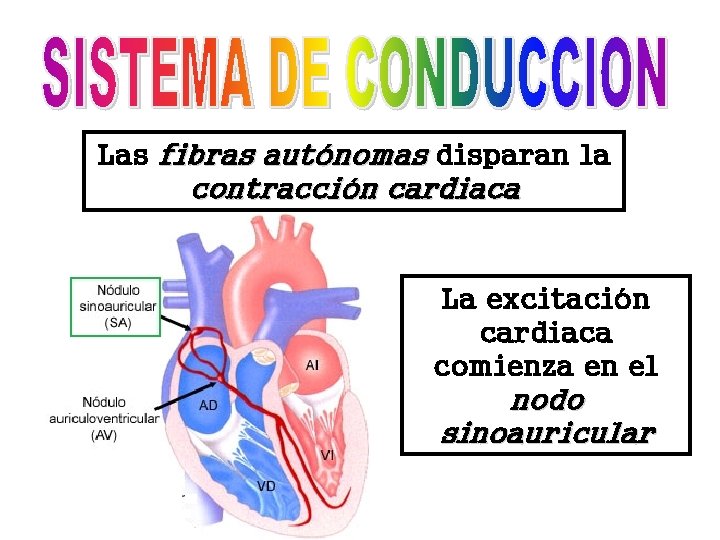 Las fibras autónomas disparan la contracción cardiaca La excitación cardiaca comienza en el nodo