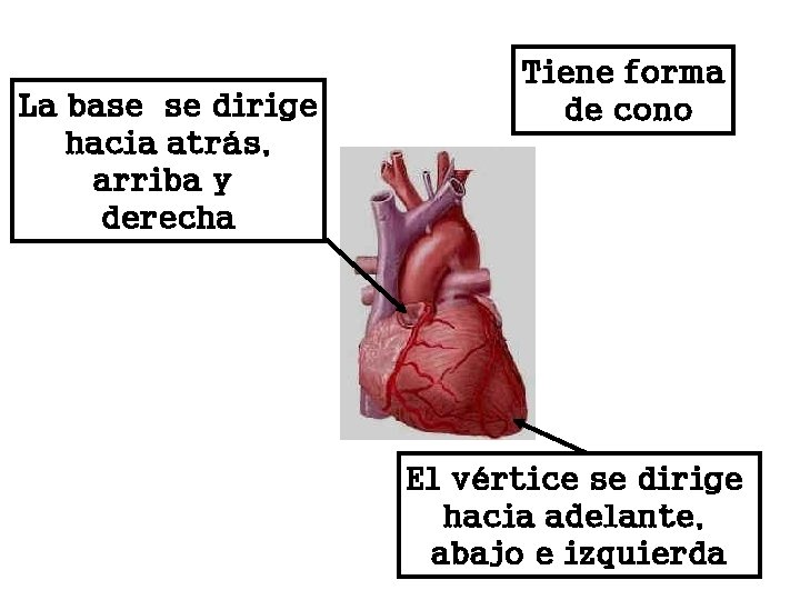 La base se dirige hacia atrás, arriba y derecha Tiene forma de cono El