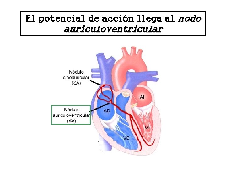 El potencial de acción llega al nodo auriculoventricular 