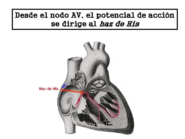 Desde el nodo AV, el potencial de acción se dirige al haz de His