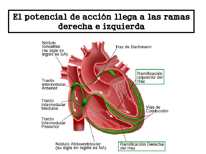 El potencial de acción llega a las ramas derecha e izquierda 