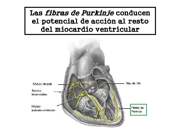 Las fibras de Purkinje conducen el potencial de acción al resto del miocardio ventricular