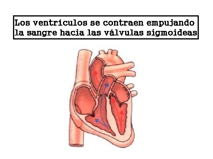Los ventrículos se contraen empujando la sangre hacia las válvulas sigmoideas 