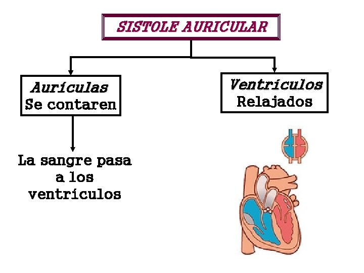 SISTOLE AURICULAR Aurículas Se contaren La sangre pasa a los ventrículos Ventrículos Relajados 