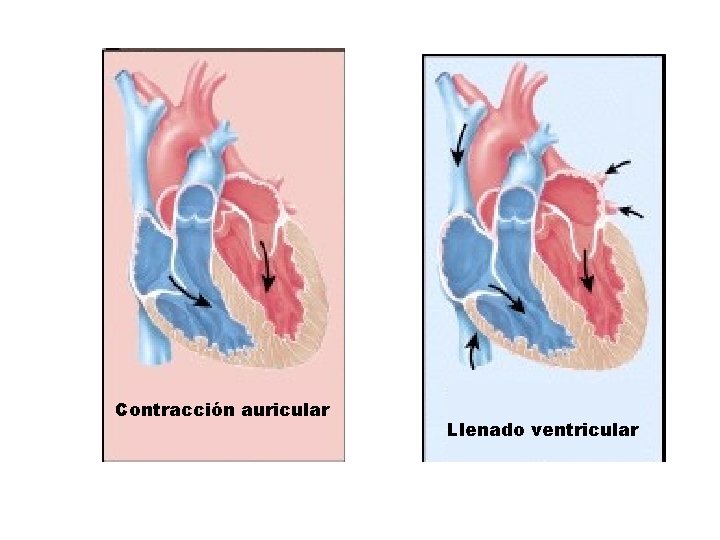 Contracción auricular Llenado ventricular 