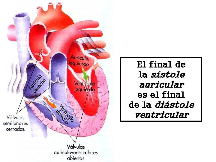 El final de la sístole auricular es el final de la diástole ventricular 