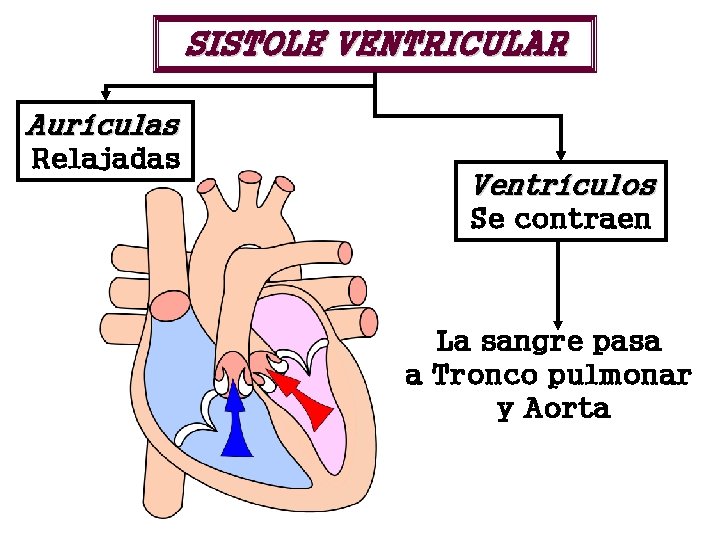 SISTOLE VENTRICULAR Aurículas Relajadas Ventrículos Se contraen La sangre pasa a Tronco pulmonar y