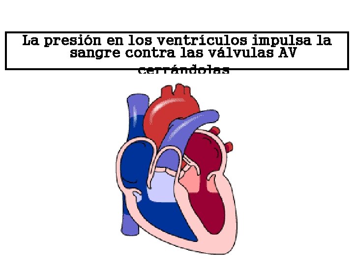 La presión en los ventrículos impulsa la sangre contra las válvulas AV cerrándolas 