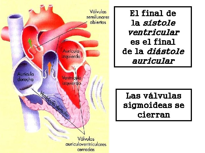 El final de la sístole ventricular es el final de la diástole auricular Las