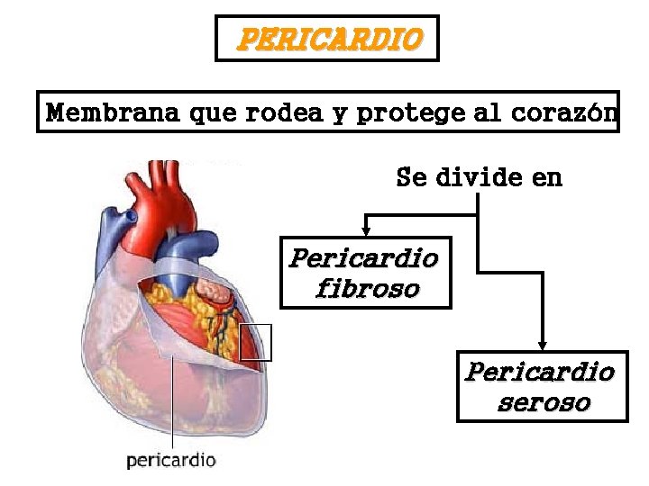 PERICARDIO Membrana que rodea y protege al corazón Se divide en Pericardio fibroso Pericardio