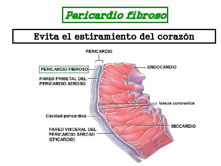 Pericardio fibroso Evita el estiramiento del corazón 