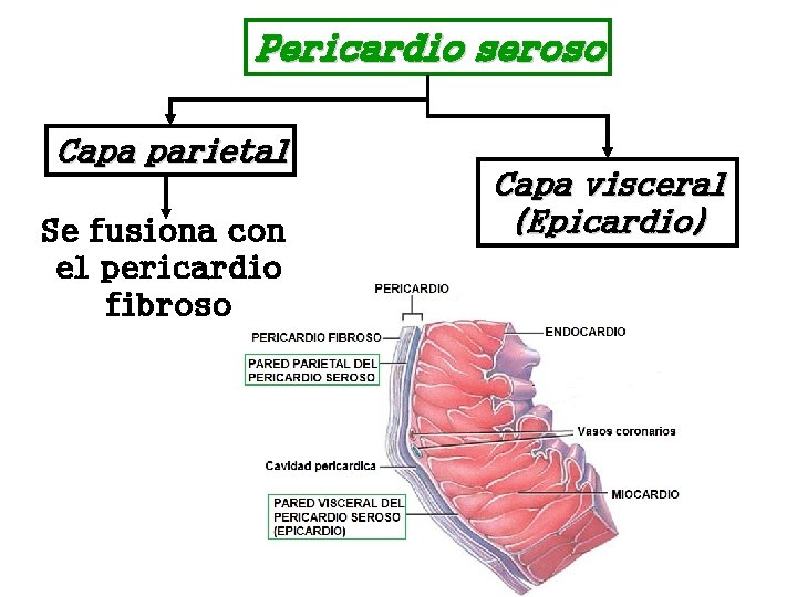 Pericardio seroso Capa parietal Se fusiona con el pericardio fibroso Capa visceral (Epicardio) 