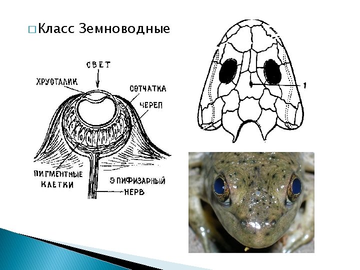 1964 Batrachosauria 134 1964 Amphibia 33 1964 Apoda