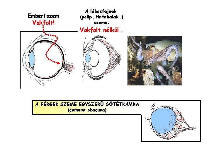 Emberi szem Vakfolt! A lábasfejüek (polip, tintahalak…) szeme. Vakfolt nélkül… A FÉRGEK SZEME EGYSZERŰ