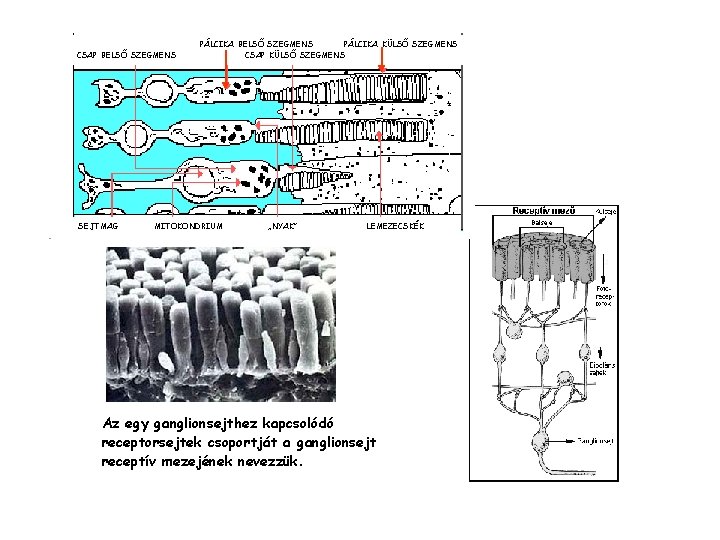 CSAP BELSŐ SZEGMENS SEJTMAG PÁLCIKA BELSŐ SZEGMENS PÁLCIKA KÜLSŐ SZEGMENS CSAP KÜLSŐ SZEGMENS MITOKONDRIUM