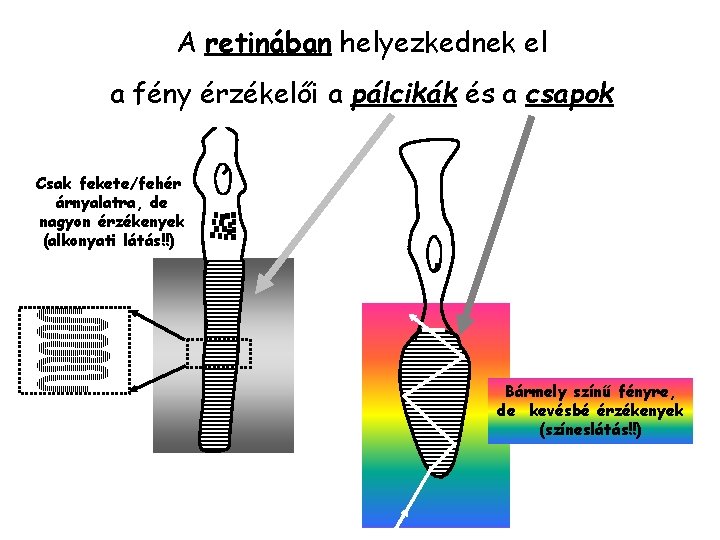 A retinában helyezkednek el a fény érzékelői a pálcikák és a csapok Csak fekete/fehér