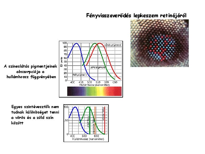 Fényvisszaverődés lepkeszem retinájáról A szineslátás pigmentjeinek abszorpciója a hullámhossz függvényében Egyes szintévesztők nem tudnak Fényvisszaverődés lepkeszem retinájáról A szineslátás pigmentjeinek abszorpciója a hullámhossz függvényében Egyes szintévesztők nem tudnak