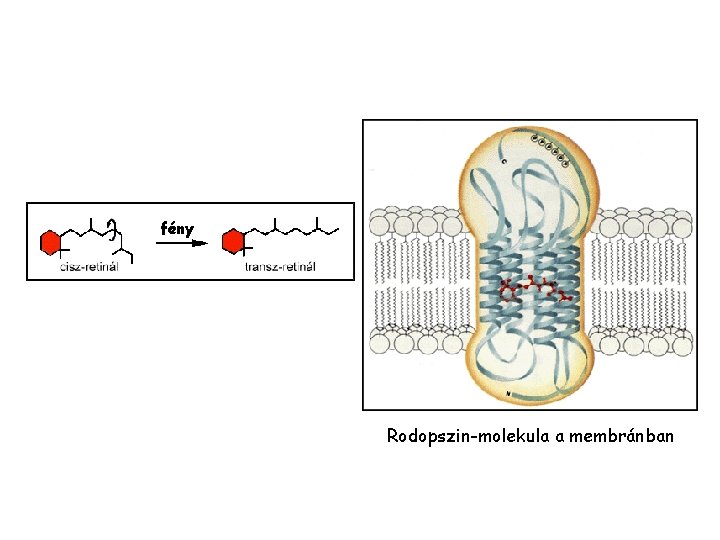 fény Rodopszin-molekula a membránban fény Rodopszin-molekula a membránban
