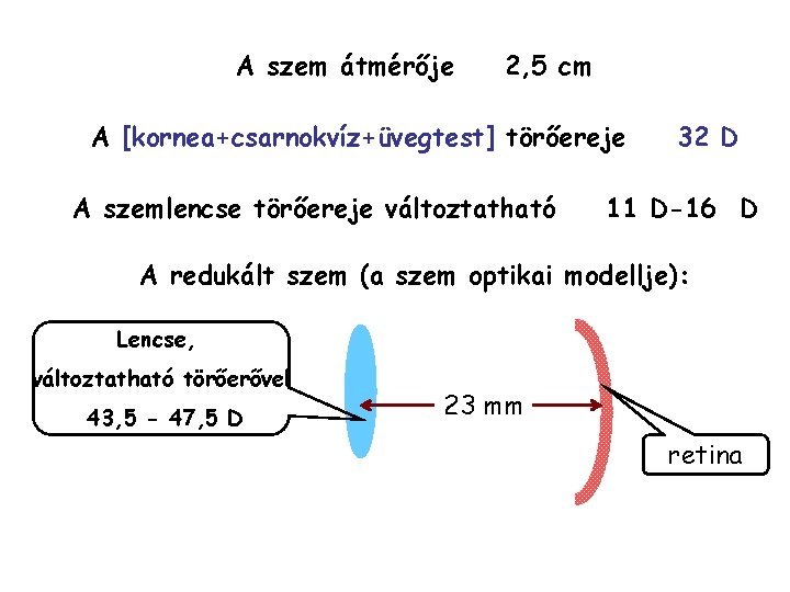 A szem átmérője 2, 5 cm A [kornea+csarnokvíz+üvegtest] törőereje A szemlencse törőereje változtatható 32