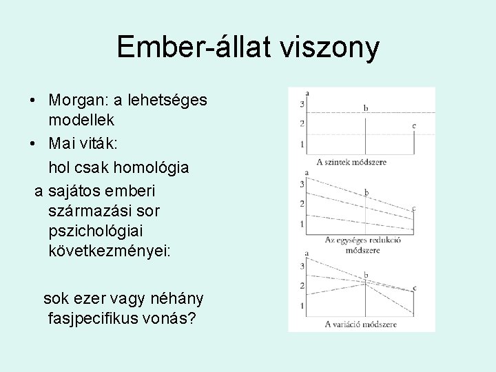 Ember-állat viszony • Morgan: a lehetséges modellek • Mai viták: hol csak homológia a