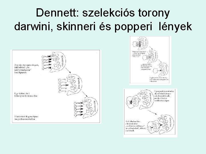 Dennett: szelekciós torony darwini, skinneri és popperi lények 