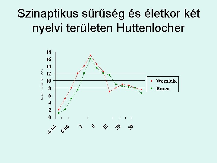 Szinaptikus sűrűség és életkor két nyelvi területen Huttenlocher 